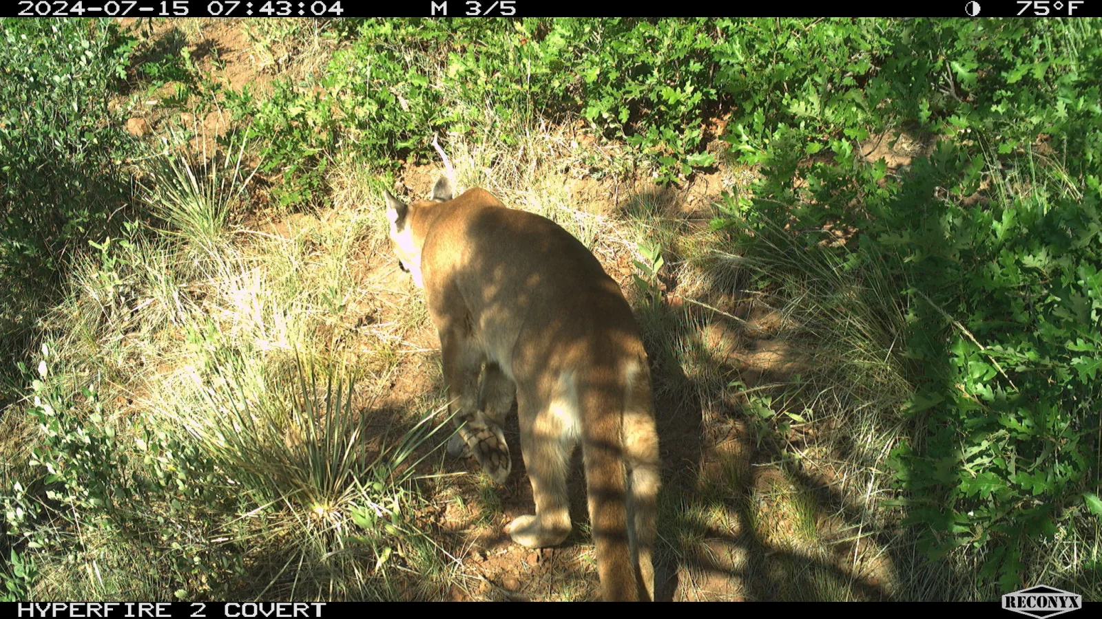 Mountain lion captured by a trail camera in Monument, Colorado